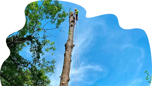 Do You Need Tree Care For Your Property?