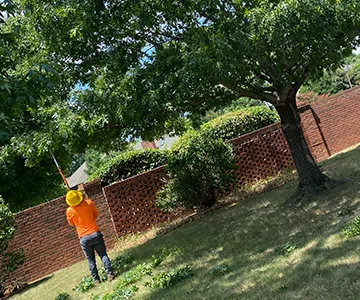 Tree Trimming