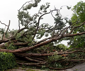 Storm Damage 